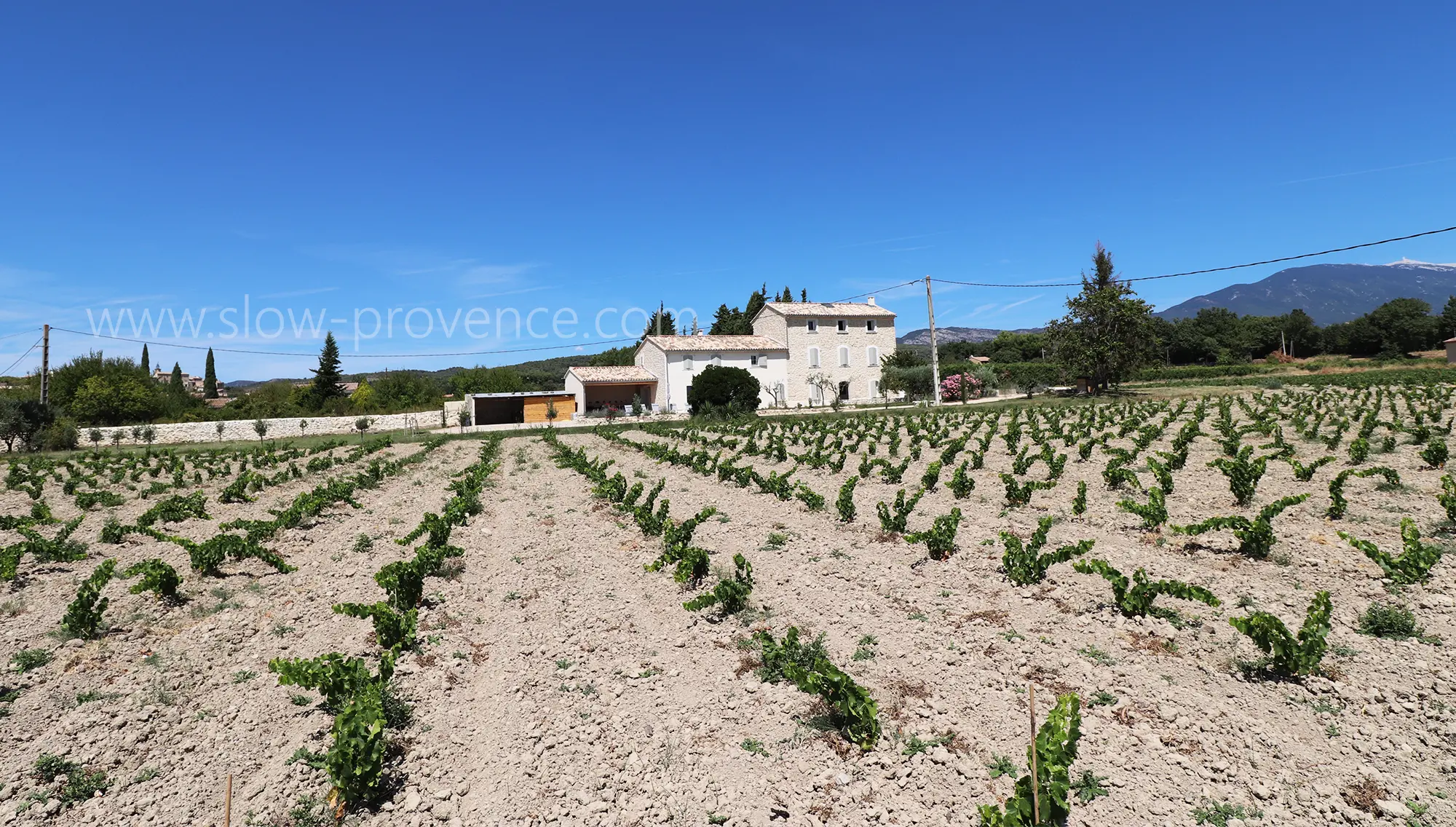 Mas entouré de vignes