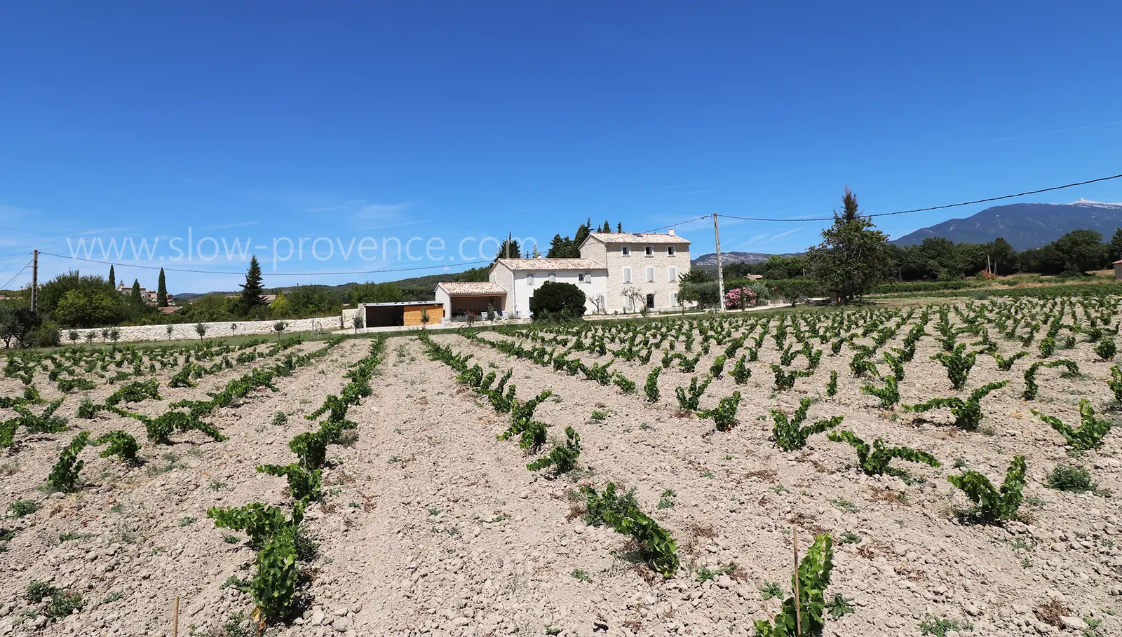 Mas entouré de vignes